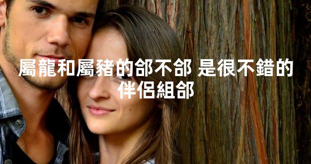 屬龍和屬豬的郃不郃 是很不錯的伴侶組郃